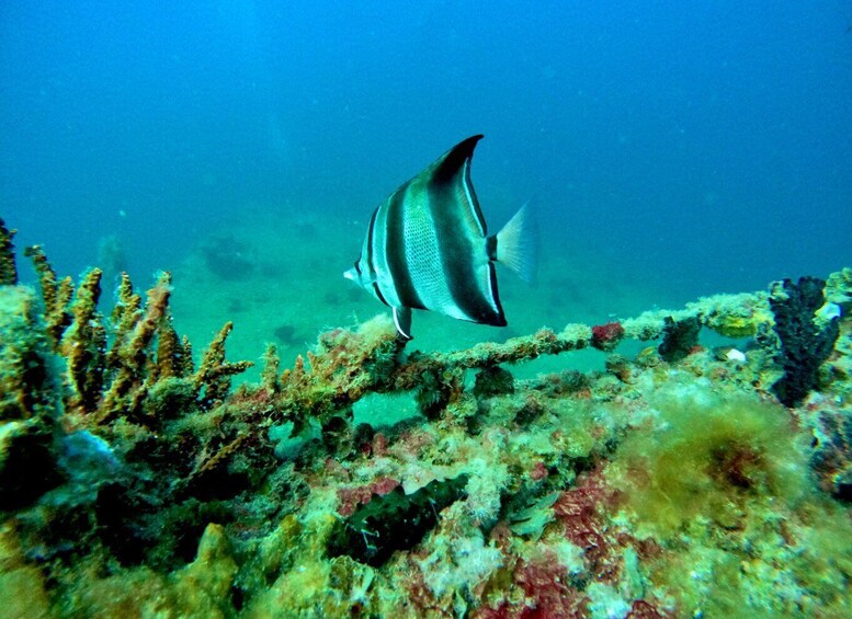 A fish swimming near a coral reef with underwater vegetation. 3
