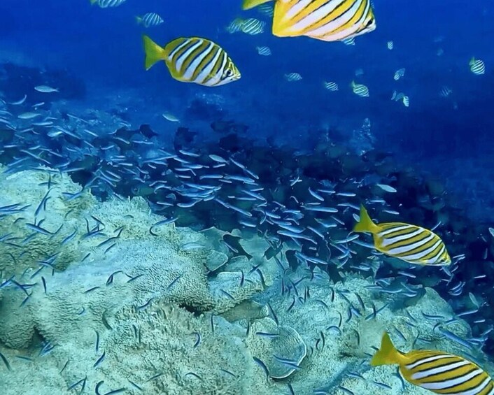 A school of yellow and black striped fish swimming near a coral reef. 1