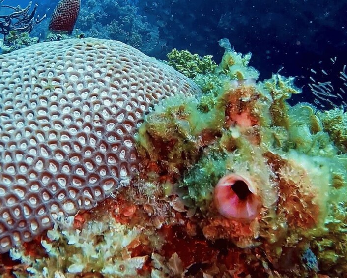 A coral reef with a large, textured coral formation and a sea anemone with a central opening. 2