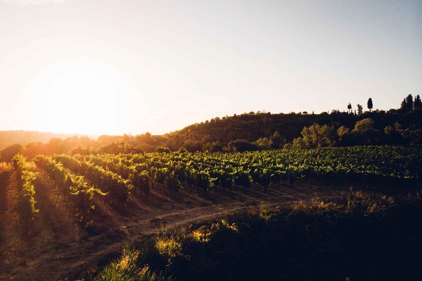 A vineyard with rows of grapevines under a clear sky. 2