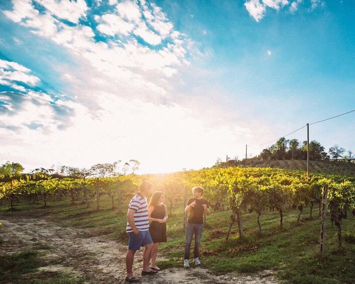 A vineyard with rows of grapevines under a partly cloudy sky. 1