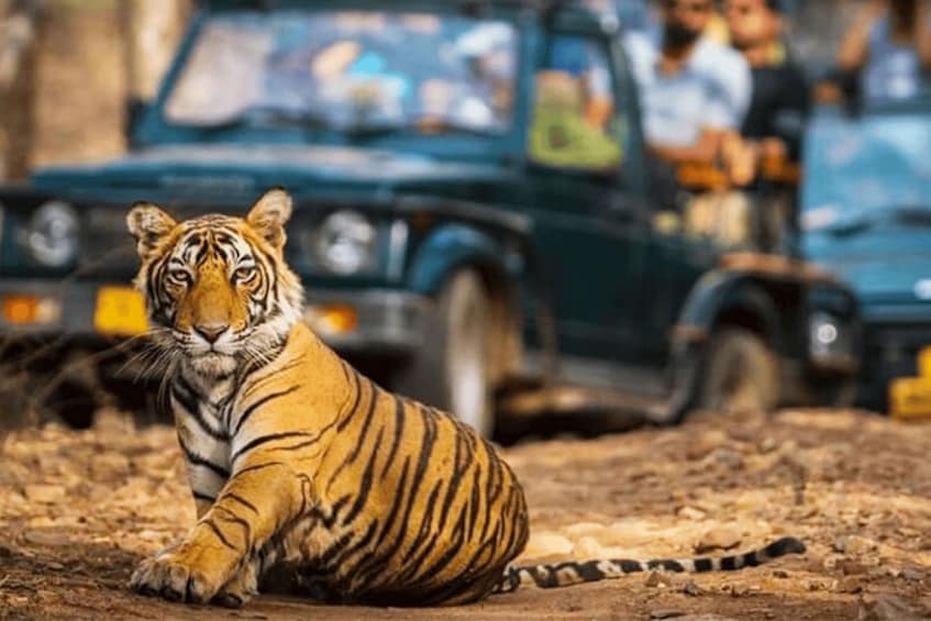 A tiger lying on the ground with a vehicle and people in the background. 1