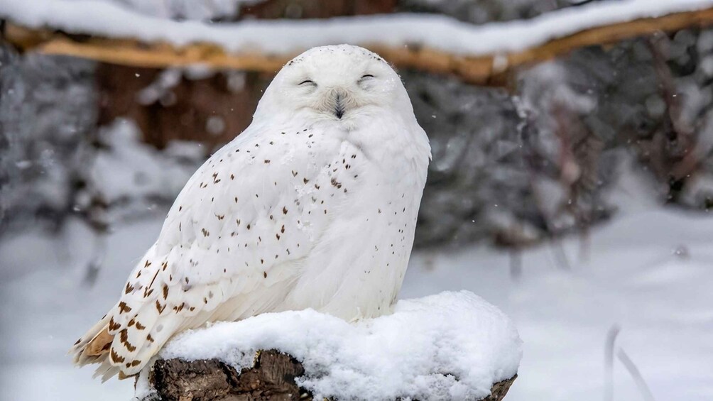 A white owl with brown spots perched on a snow-covered log. 3