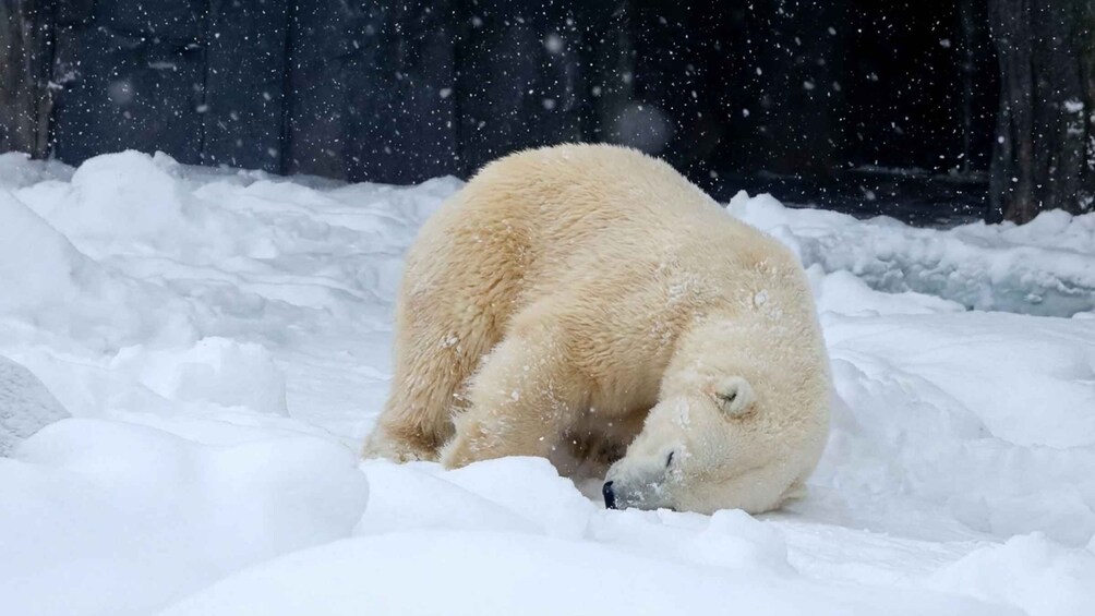 A polar bear in a snowy enclosure. 2