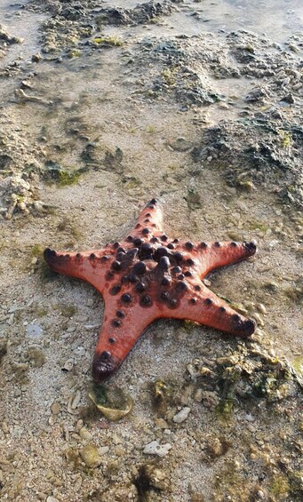 A starfish on a rocky beach. 2