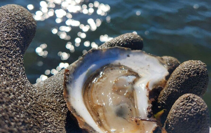 A person holding an oyster with a water body in the background. 5