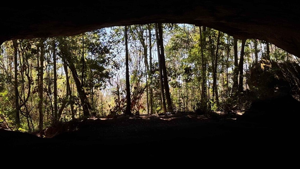 A forest with tall trees and a cave entrance. 2