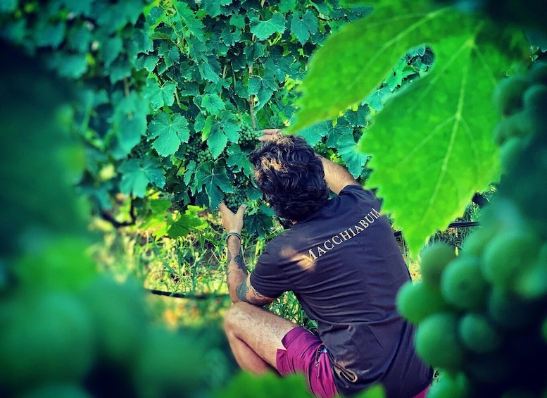 A person inspecting grapevines in a vineyard. 3