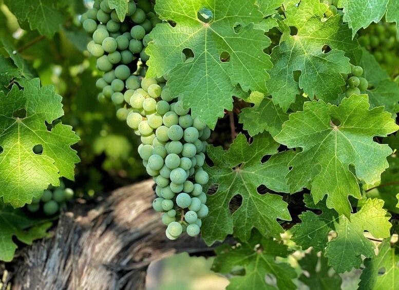 A cluster of green grapes on a vine with large leaves. 5