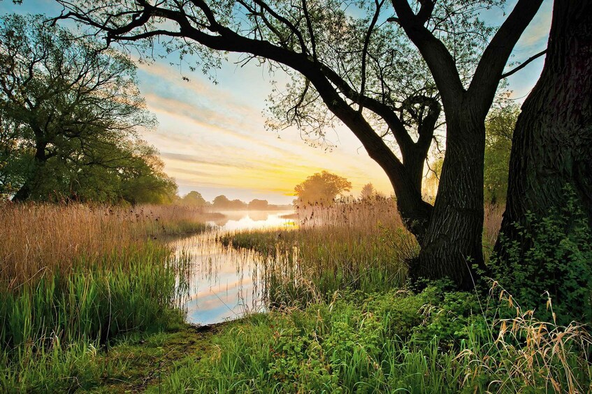 A serene lakeside scene with a prominent tree, lush greenery, and a sunset in the background. 1