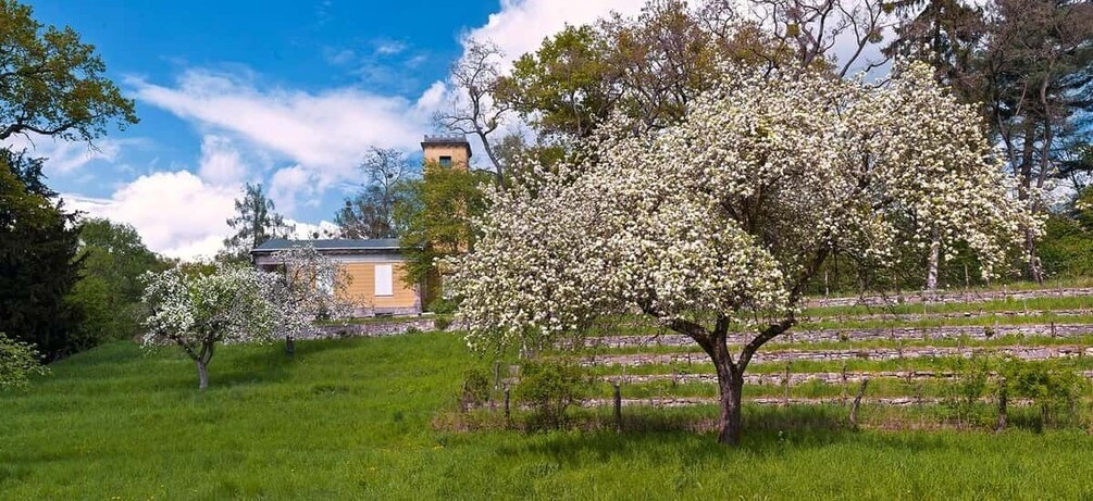 A landscape with a blooming tree, a building, and a clear sky. 4