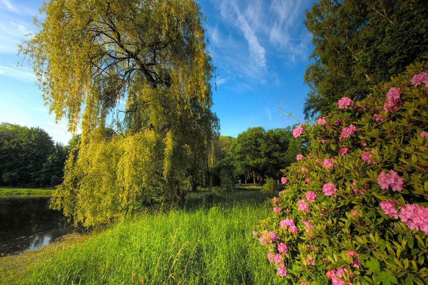 A willow tree, a body of water, and pink flowers. 2