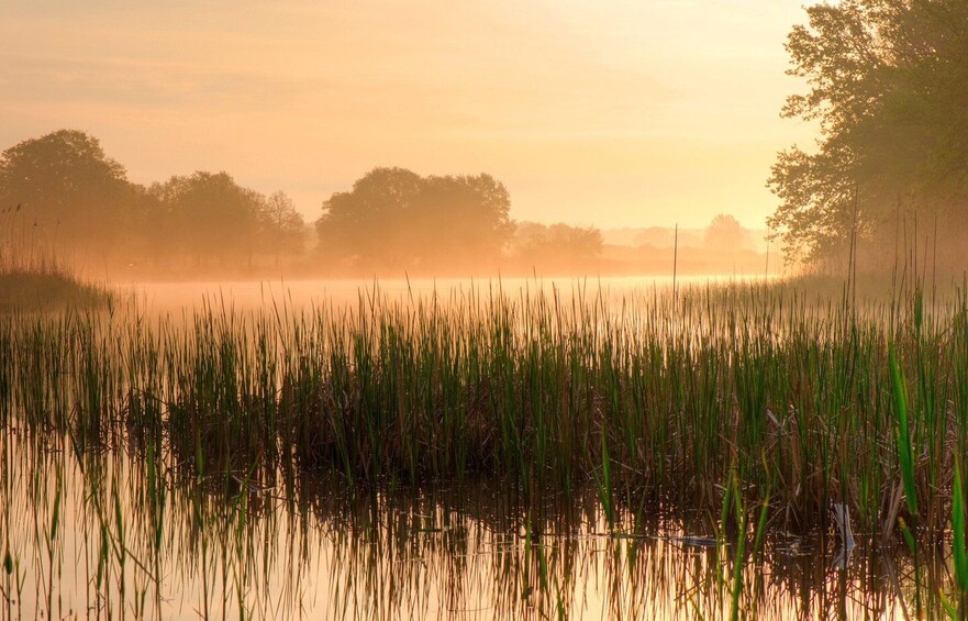 A marshland with tall grasses and trees in the background during sunrise. 5