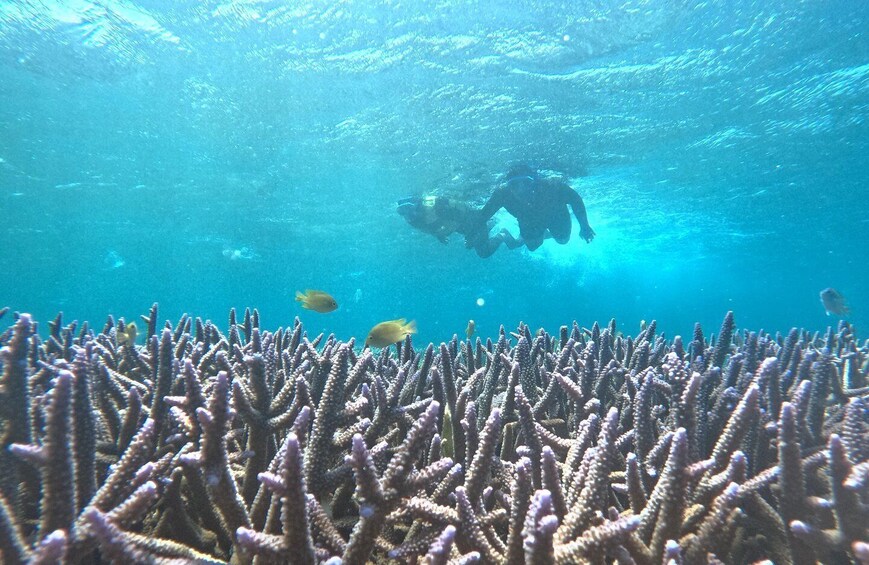 A diver exploring a coral reef with fish swimming around. 1