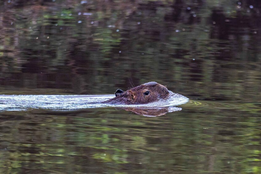 A beaver swimming in a river. 4