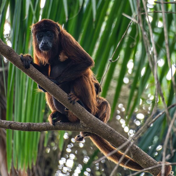A monkey sitting on a tree branch in a forest. 3