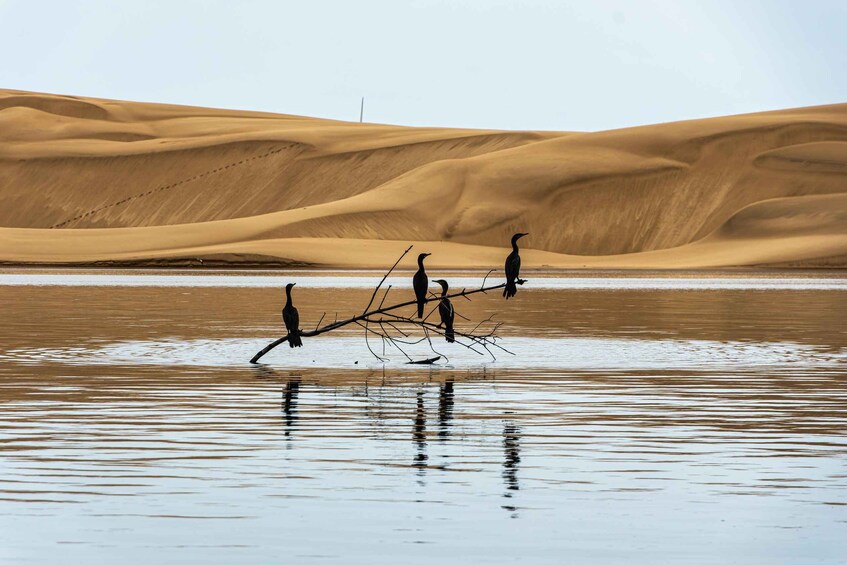 A group of birds on a branch in a desert landscape. 5