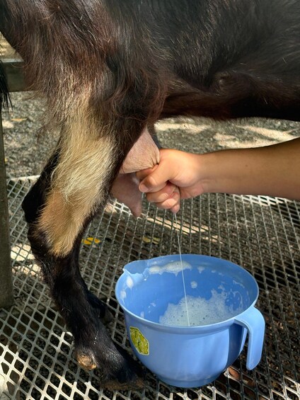 A person feeding a goat with a blue bowl. 5