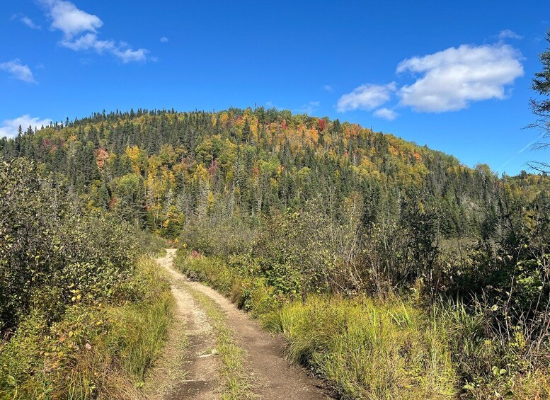 A dirt path leading through a forested area with a hill in the background. 5