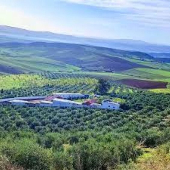 A rural landscape with rolling hills, a vineyard, and a white building with red roofs. 3