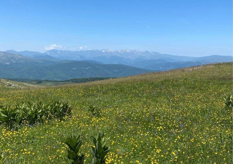 A grassy field with yellow flowers and distant mountains. 2