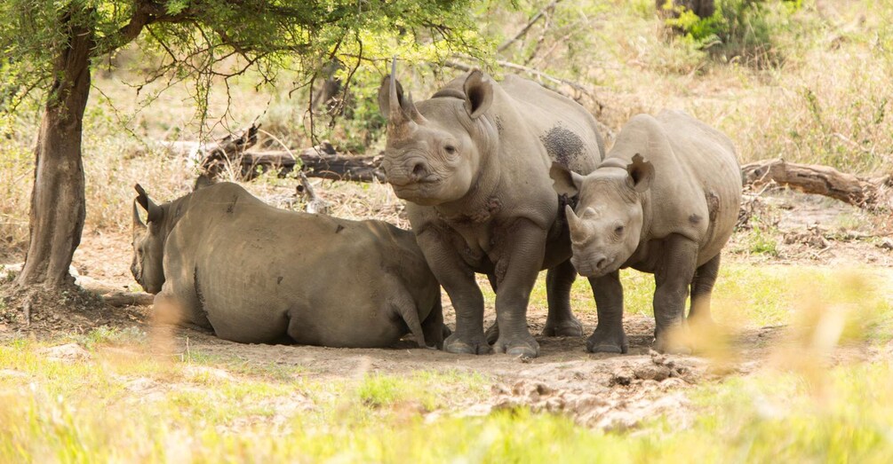 Three rhinos in a natural habitat with trees and dry grass. 4