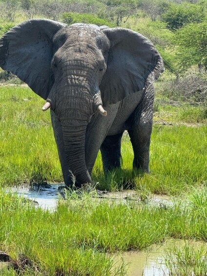 An elephant standing in a grassy field with a water puddle. 2
