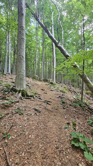 A forest trail with trees and fallen leaves. 5