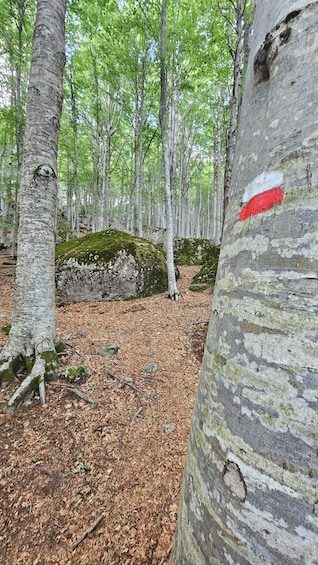 A forest with birch trees, a moss-covered rock, and a red marking on a tree trunk. 4