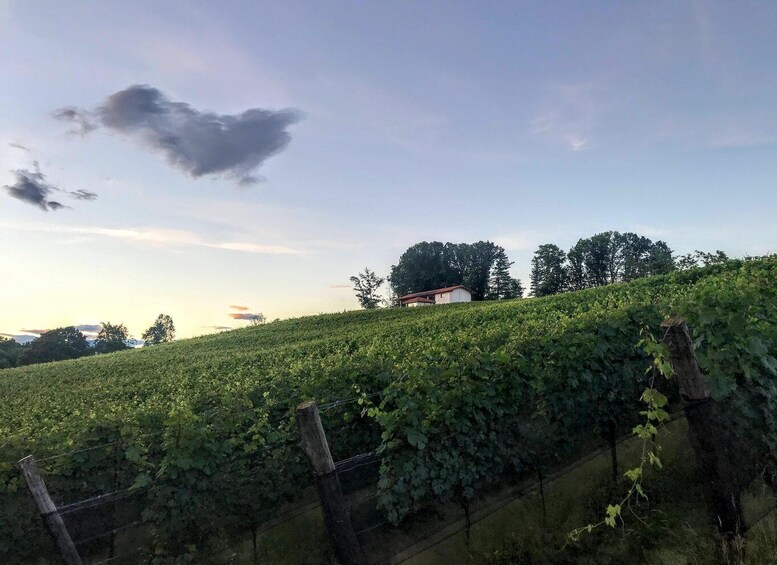 A vineyard with rows of grapevines, a wooden fence, and a house in the background. 1