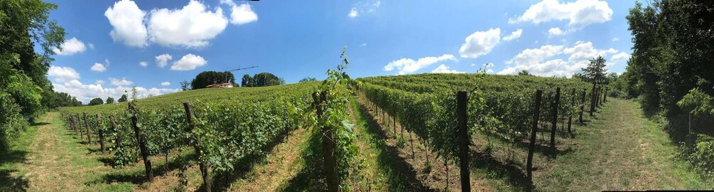 A vineyard with rows of grapevines under a clear sky. 3
