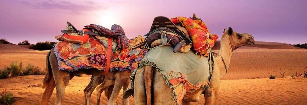 Camels with colorful saddles in a desert landscape. 2