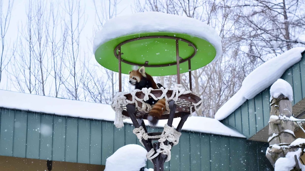 A red panda on a green swing in a snowy outdoor setting. 3