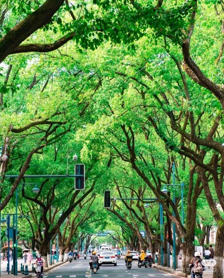 A tree-lined street with vehicles and pedestrians. 4