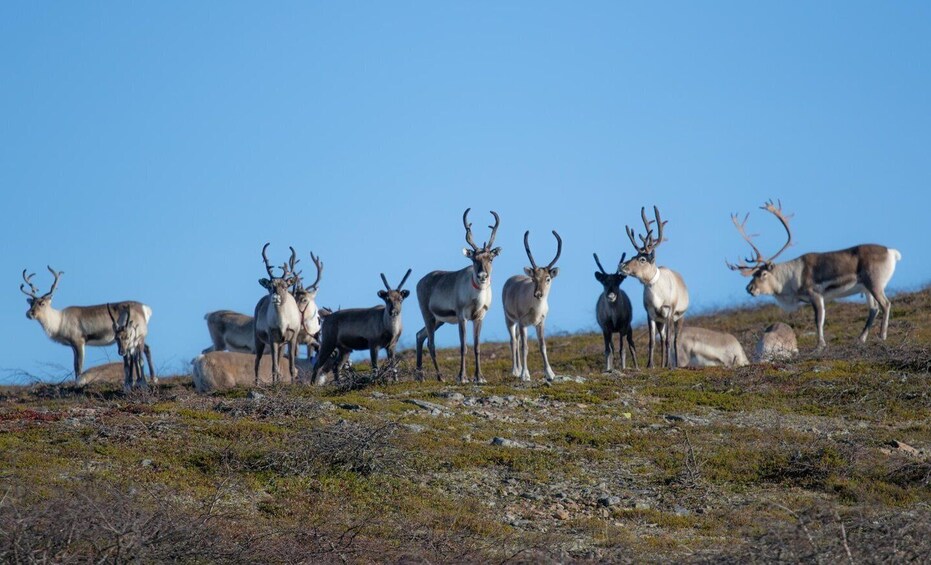 A group of reindeer standing on a rocky terrain with sparse vegetation under a clear blue sky. 5