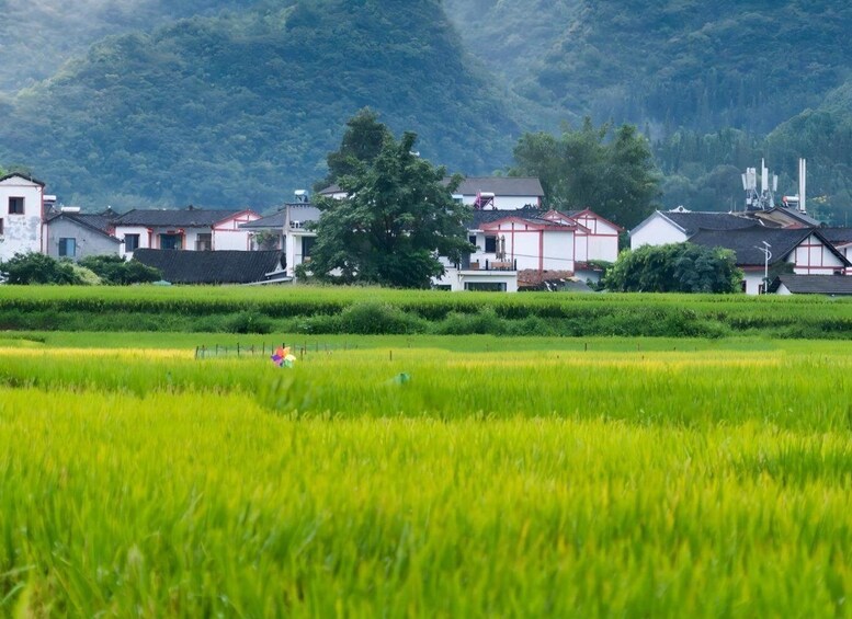 A rural landscape with rice fields, traditional houses, and a large tree. 4