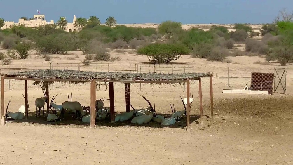 A desert landscape with a fenced area containing several gazelles. 4
