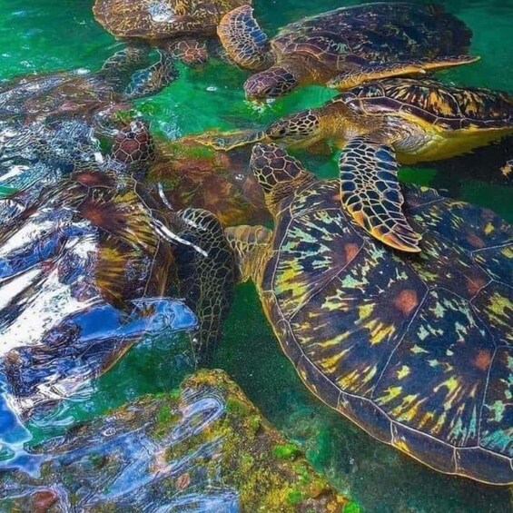 A group of sea turtles swimming near rocks in clear water. 4