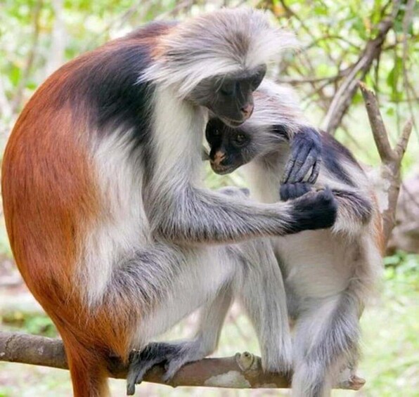 A monkey grooming another monkey on a tree branch. 1