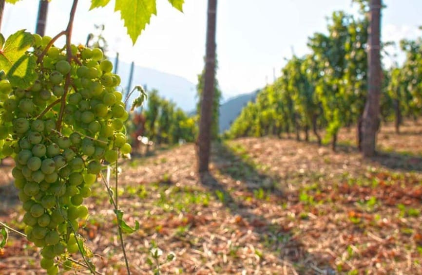 A vineyard with rows of grapevines and clusters of green grapes. 5
