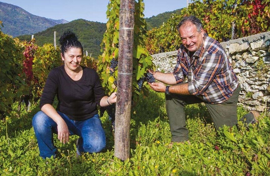 Two people in a vineyard with grapevines and a stone wall. 1