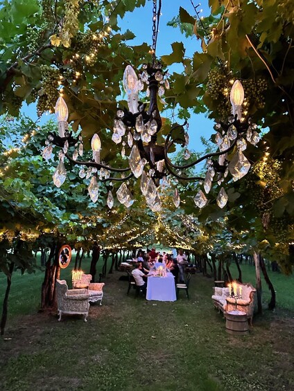 An outdoor event with tables under a canopy of grapevines, decorated with lights and crystals. 5