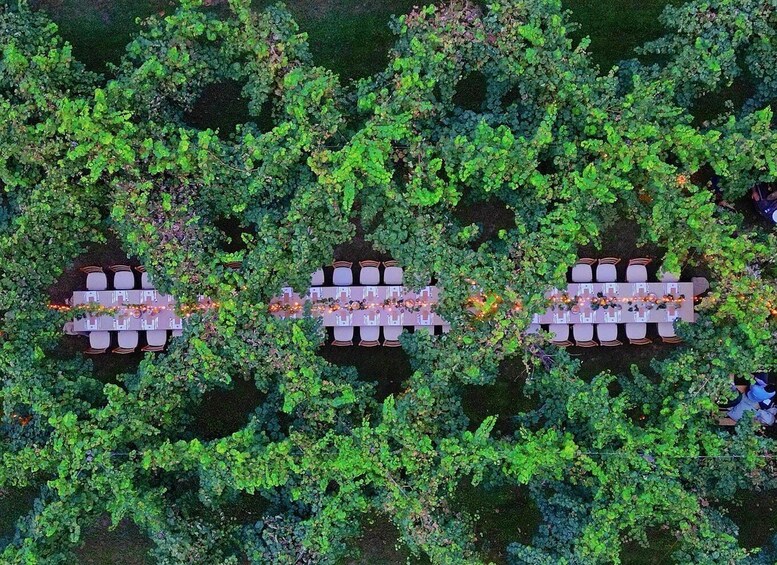 An aerial view of a garden with three rectangular tables surrounded by lush greenery. 2