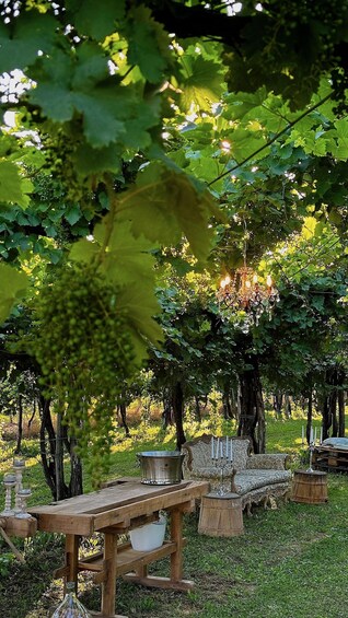 A vineyard with rows of grapevines, a wooden table with a metal bucket, and a bench with candles. 1