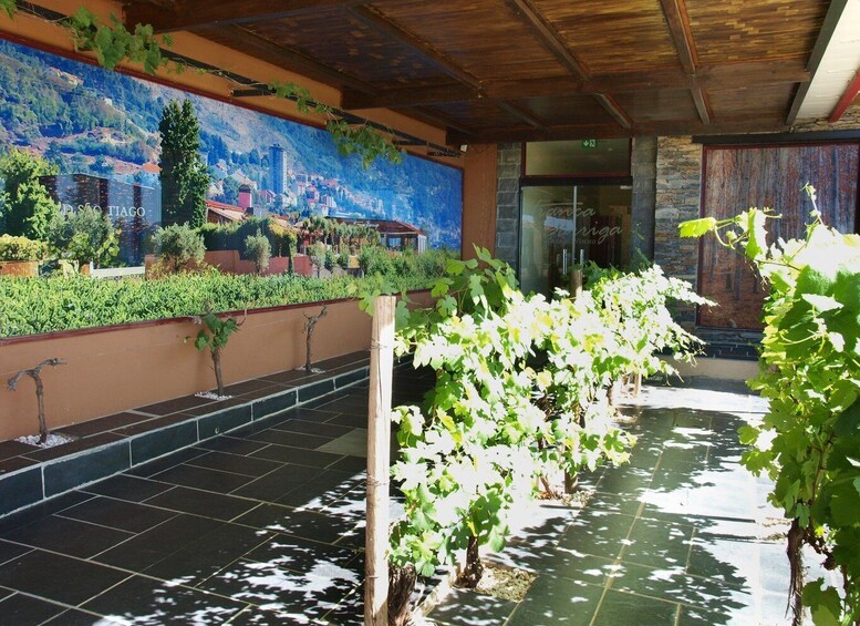 A vineyard with rows of grapevines, a mural of a landscape, and a stone wall. 5