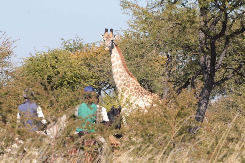 A giraffe in a natural setting with trees and people in the foreground. 1