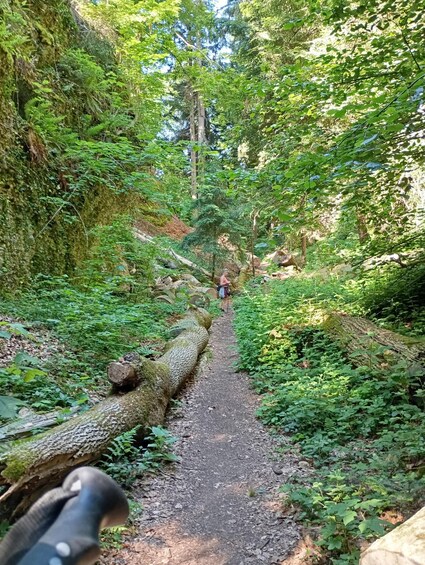 A forest trail with a person hiking, surrounded by dense greenery and moss-covered logs. 2