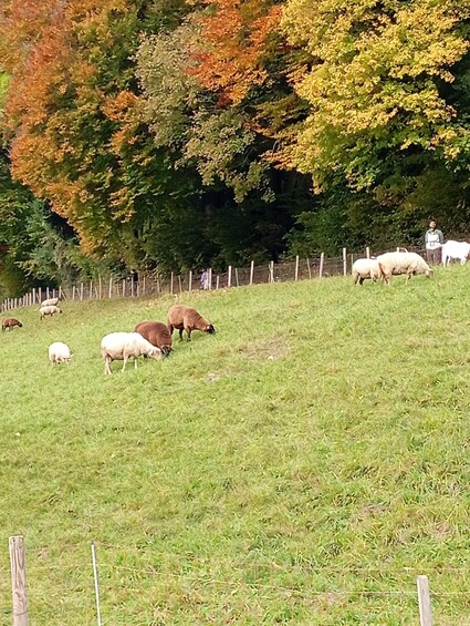 A grassy field with a fence, trees with autumn foliage, and several sheep grazing. 5