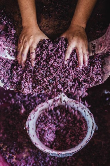 Hands processing purple berries, with a bowl and a wooden scoop. 3