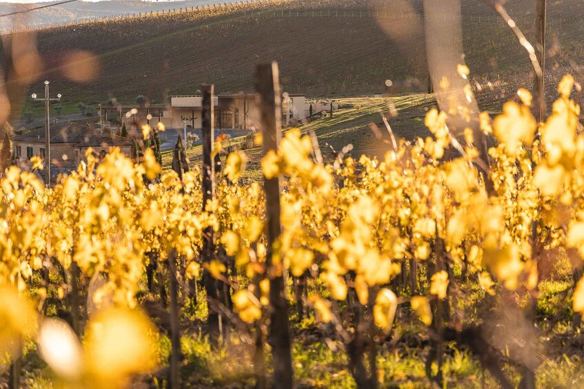 A vineyard with rows of grapevines and a building in the background. 2